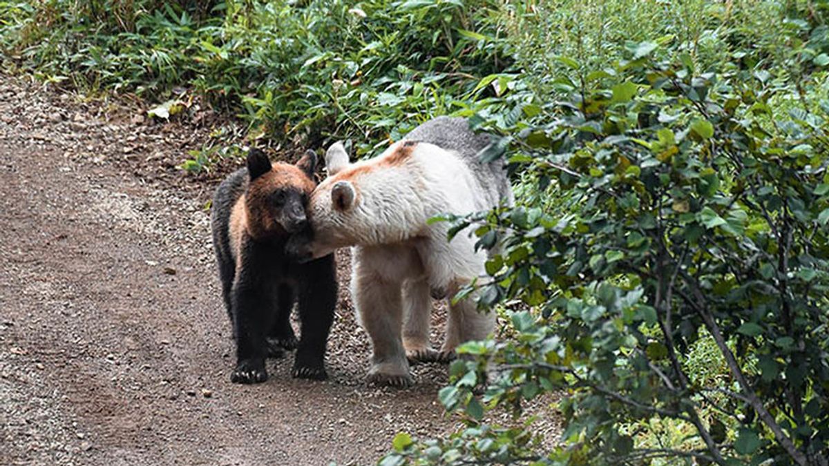 Un oso pardo cambia de marrón a blanco en una isla remota de Rusia