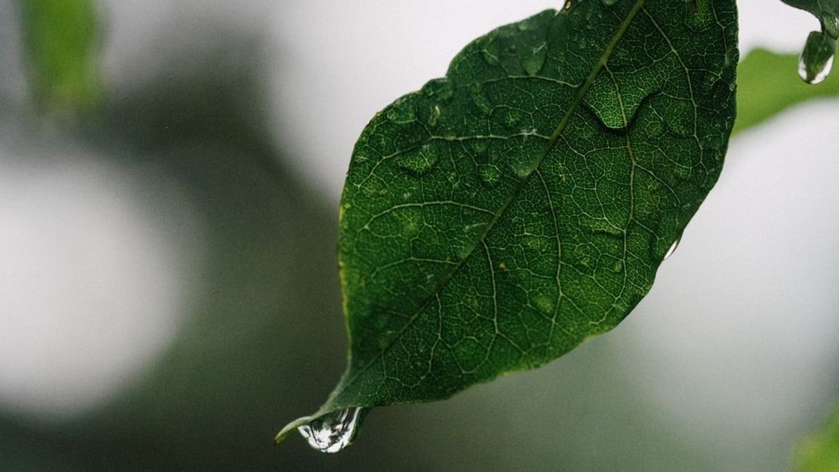 Las plantas sienten pánico cuando llueve: una reacción en cadena destapa su mayor miedo