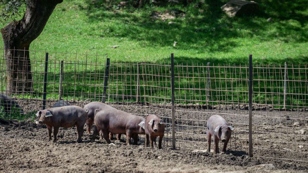 'Del cerdo, hasta los andares'… y ahora también el pelo: se investiga su uso para descontaminar agua 'Del cerdo, hasta los andares'… y ahora también el pelo: se investiga su uso para descontaminar agua