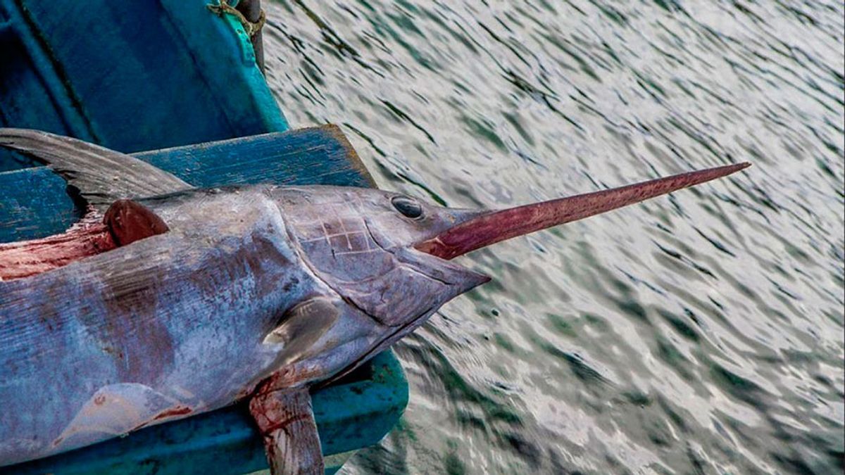 La lista de los pescados con más mercurio La lista de los pescados con más mercurio