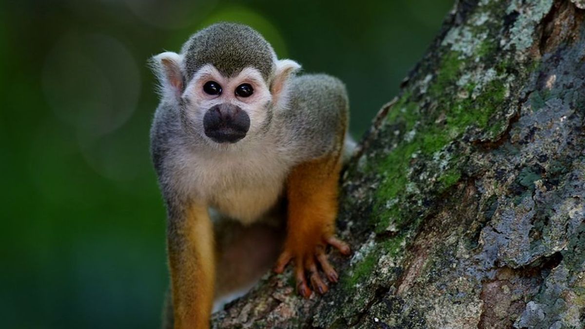 Un mono mata con una piedra a un bebé de 4 meses en la India