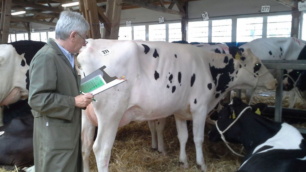 Joaquín Diego, el dueño de la empresa que selecciona a las vacas, analizando a un animal