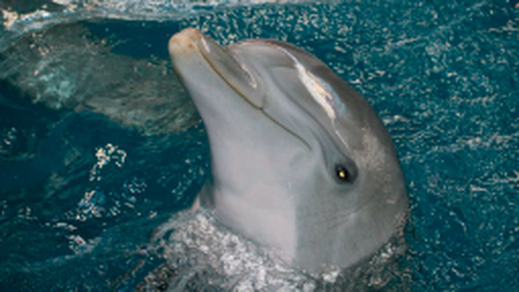 Muere a causa de un virus Anak, la delfina más vieja del Zoo de Barcelona Muere a causa de un virus Anak, la delfina más vieja del Zoo de Barcelona