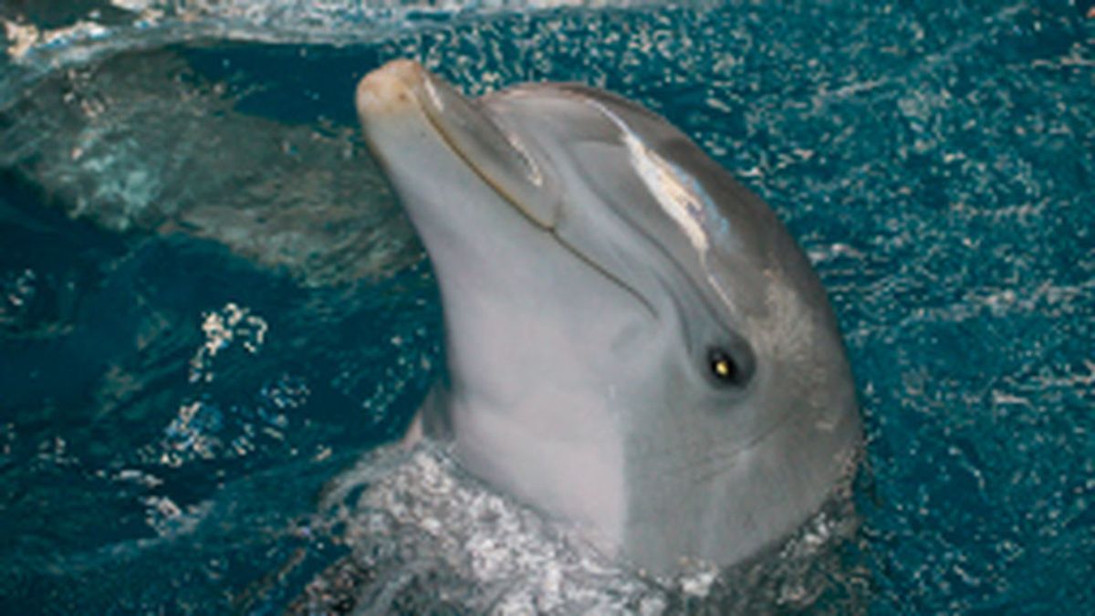 Muere a causa de un virus Anak, la delfina más vieja del Zoo de Barcelona