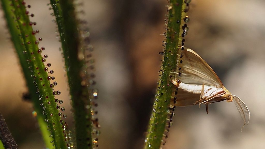 Insecto atrapado por la drosophyllum lusitanicum