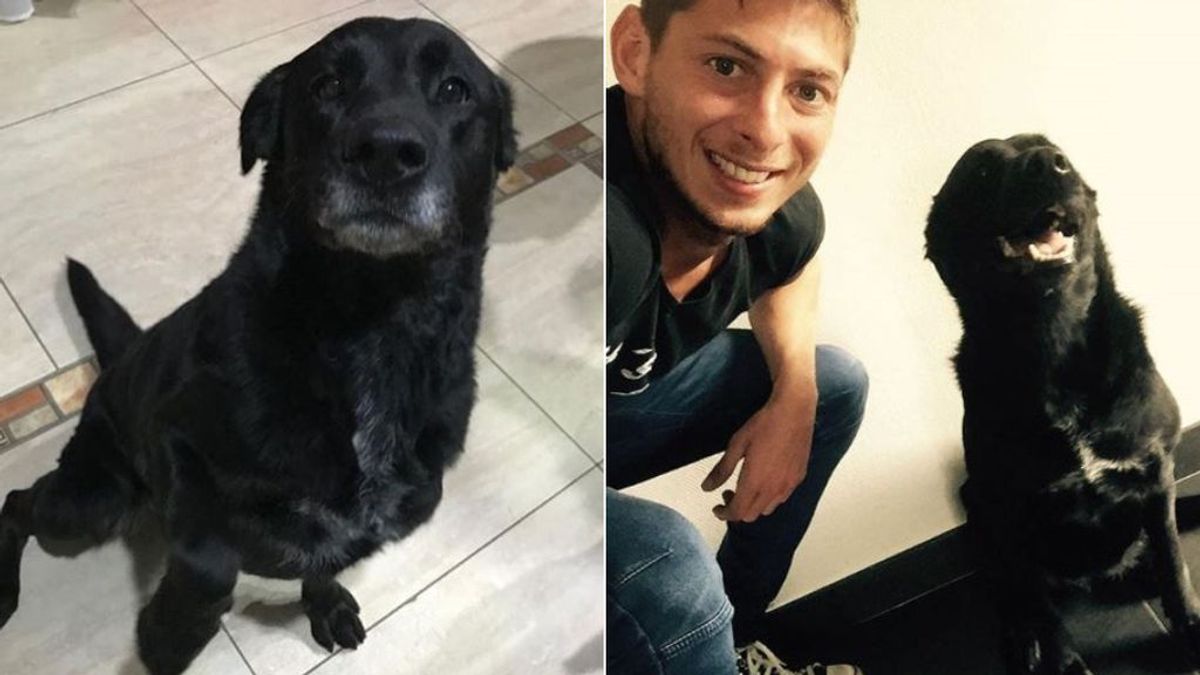 La nueva y feliz vida de Nala, la perra de Emiliano Sala: no se separa del sobrino del jugador