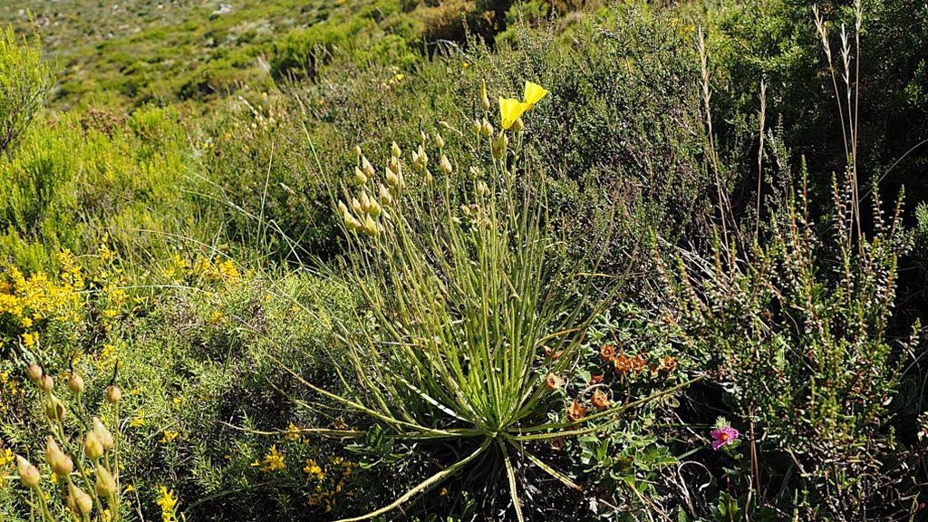 Un ejemplar de drosophyllum lusitanicum