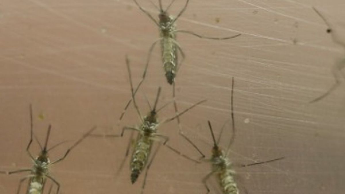 Alerta: Madrid registra el primer caso de dengue por transmisión sexual de Europa