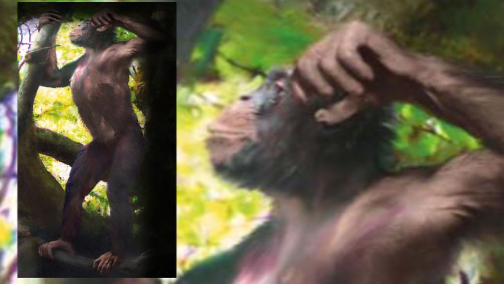Hallazgo arqueológico: los primates empezaron a caminar erguidos en los árboles, no en el suelo Hallazgo arqueológico: los primates empezaron a caminar erguidos en los árboles, no en el suelo