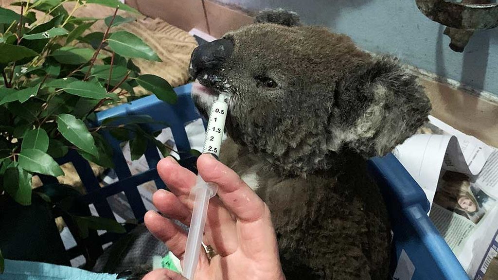 Los incendios en Australia amenazan a los koalas: 350 han muerto abrasados Los incendios en Australia amenazan a los koalas: 350 han muerto abrasados