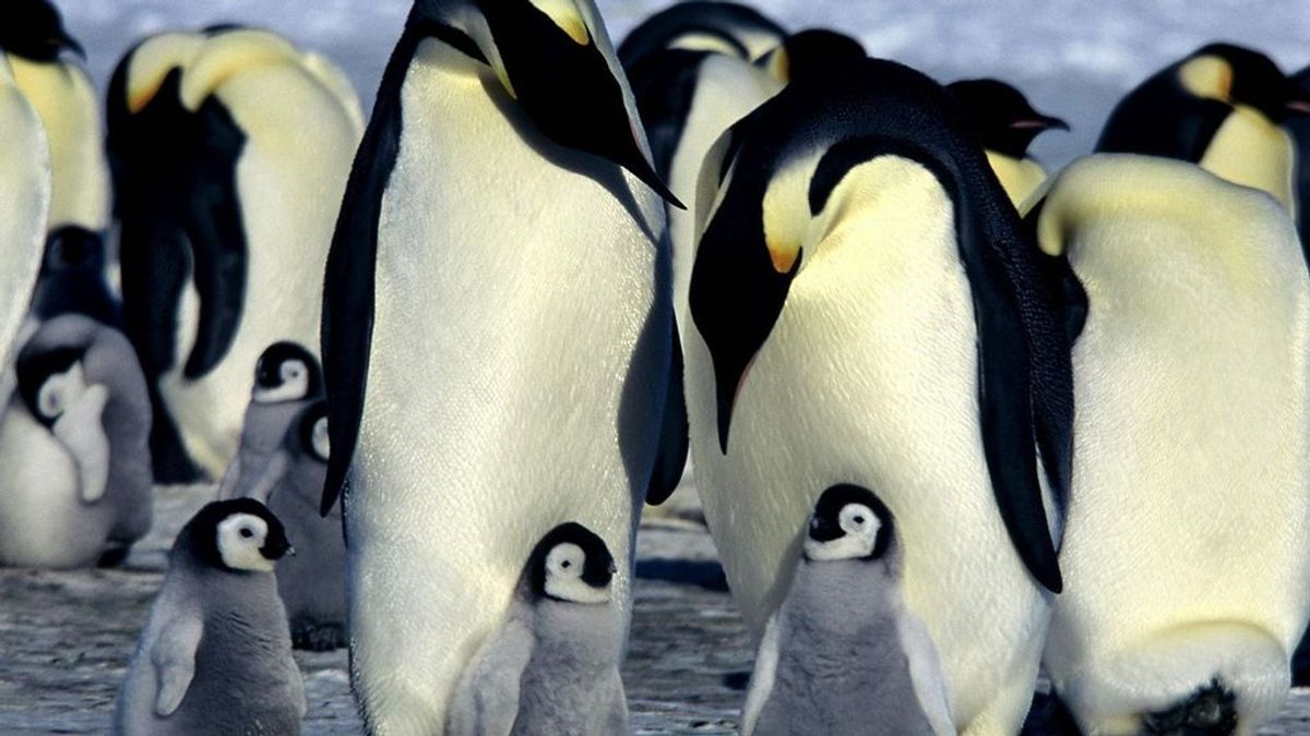 El pingüino emperador