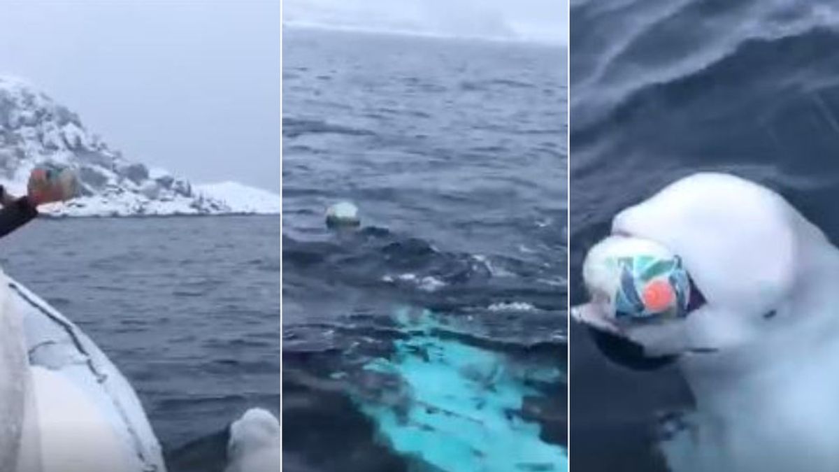 Una ballena beluga celebra el Mundial de Rugby de Sudáfrica en pleno océano practicando con un marinero Una ballena beluga celebra el Mundial de Rugby de Sudáfrica en pleno océano practicando con un marinero
