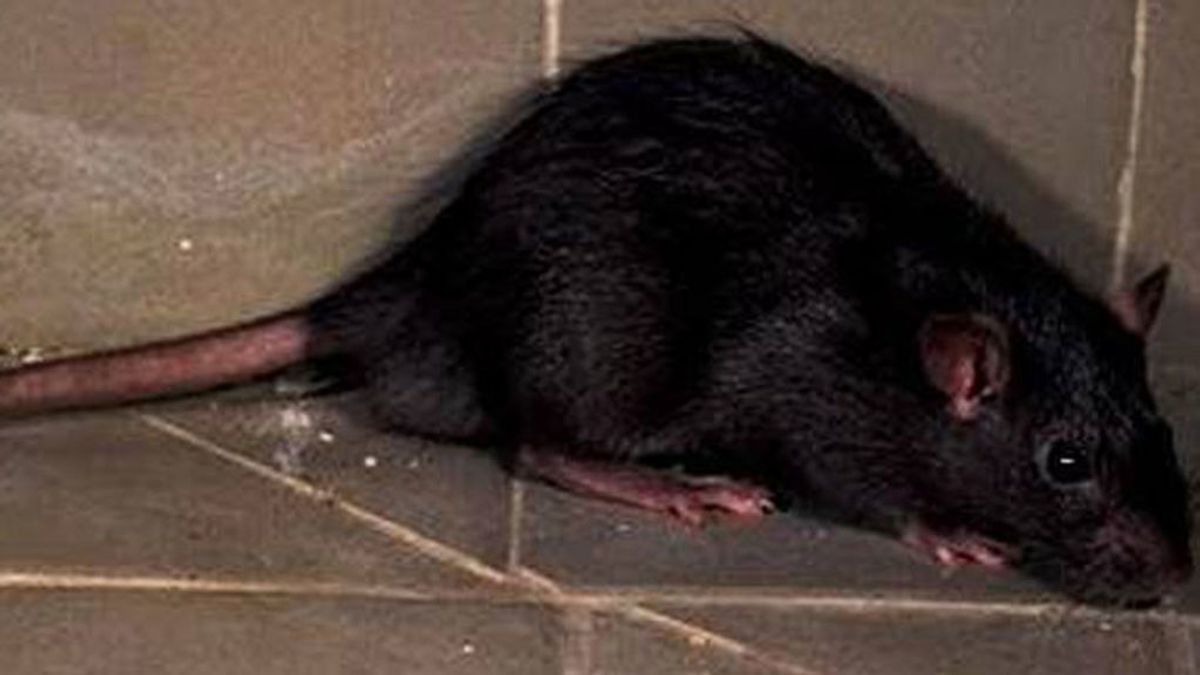 Alertan de la llegada de ‘ratas negras’ a Madrid