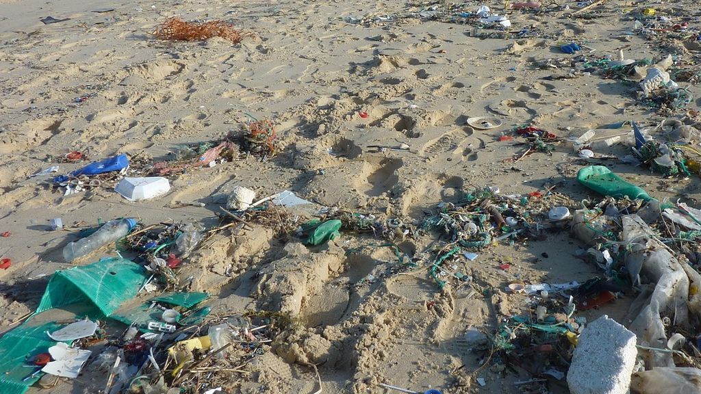 El plástico contamina hasta el refugio de aves marinas del Pacífico, poniendo en peligro la vida de los animales El plástico contamina hasta el refugio de aves marinas del Pacífico, poniendo en peligro la vida de los animales