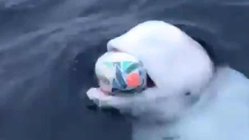 Una beluga salvaje juega al rugby con un marinero en mitad del océano Una beluga salvaje juega al rugby con un marinero en mitad del océano
