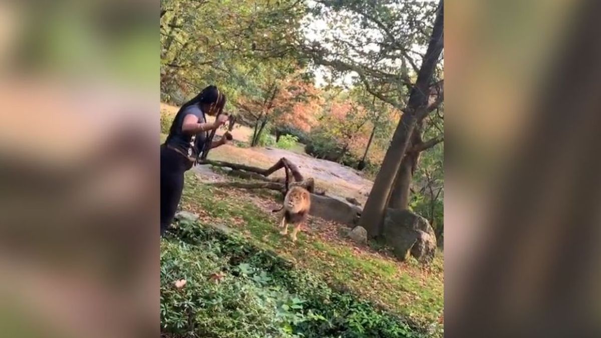 Detenida la mujer que se coló en el zoo del Bronx para bailar en frente de un león
