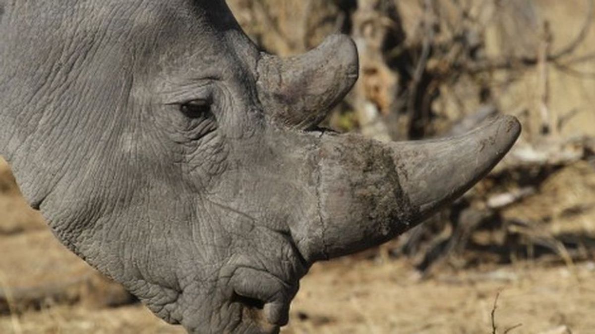 Crean un falso cuerno de rinoceronte para hundir el mercado negro y salvar la especie