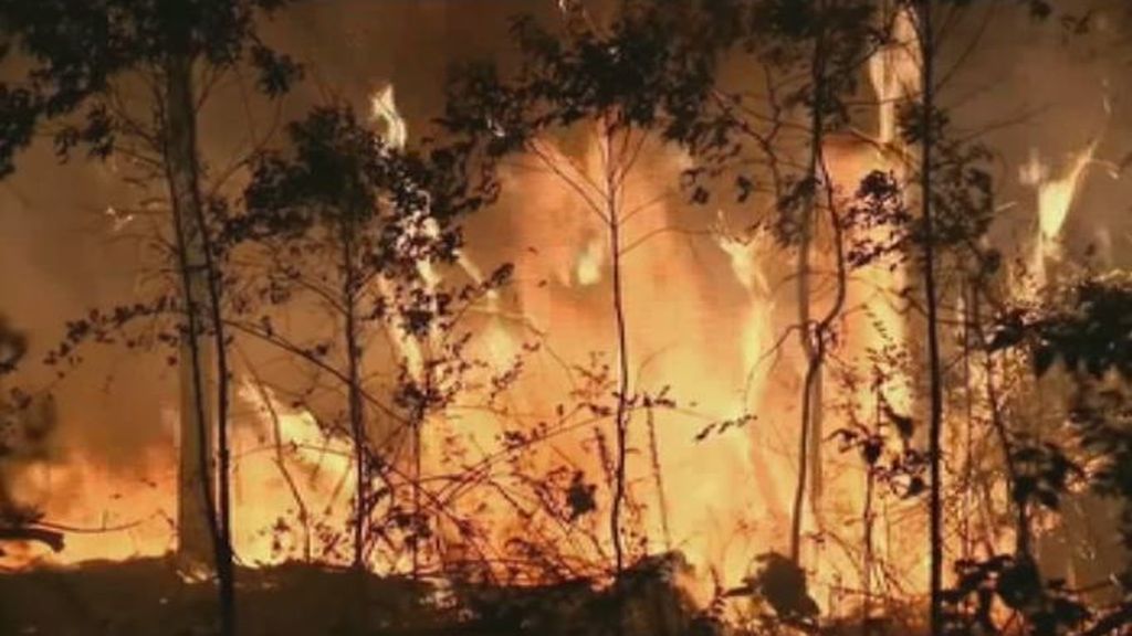 Los incendios en Australia provocan la muerte de 300 koalas y una catástrofe medioambiental sin precedentes