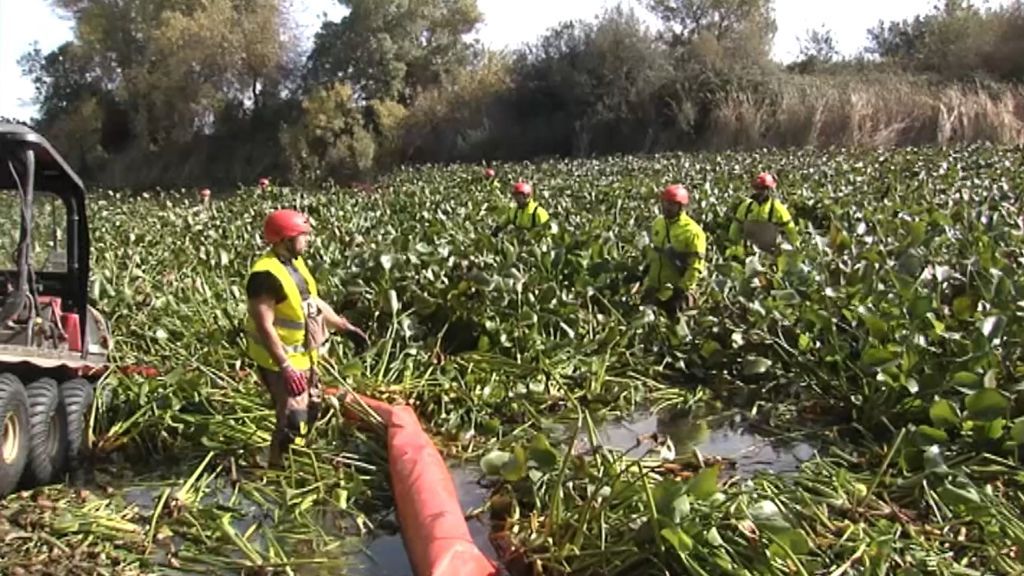 El camalote: la planta invasora del Amazonas contra la que lucha la UME en Extremadura