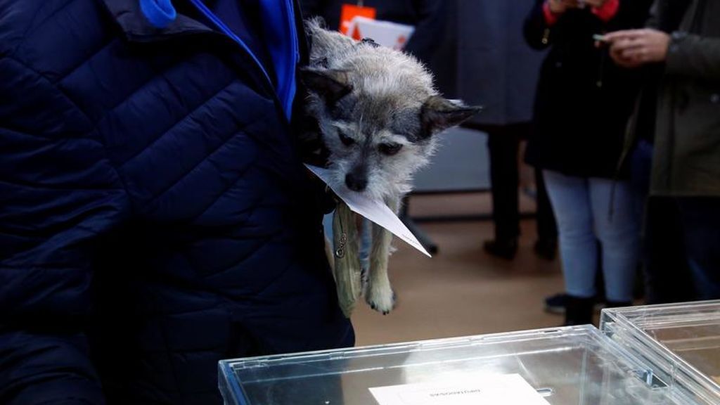 Un perro sostiene el sobre electoral de su dueño
