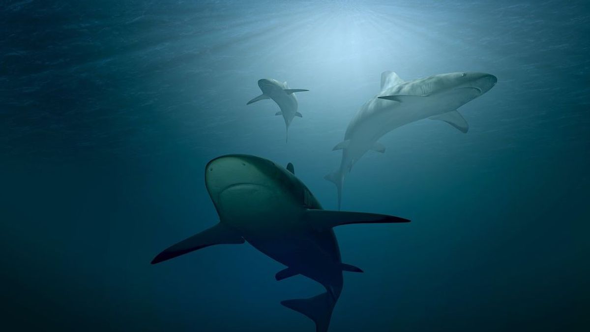 Un grupo de orcas se enfrenta al depredador más temido del océano
