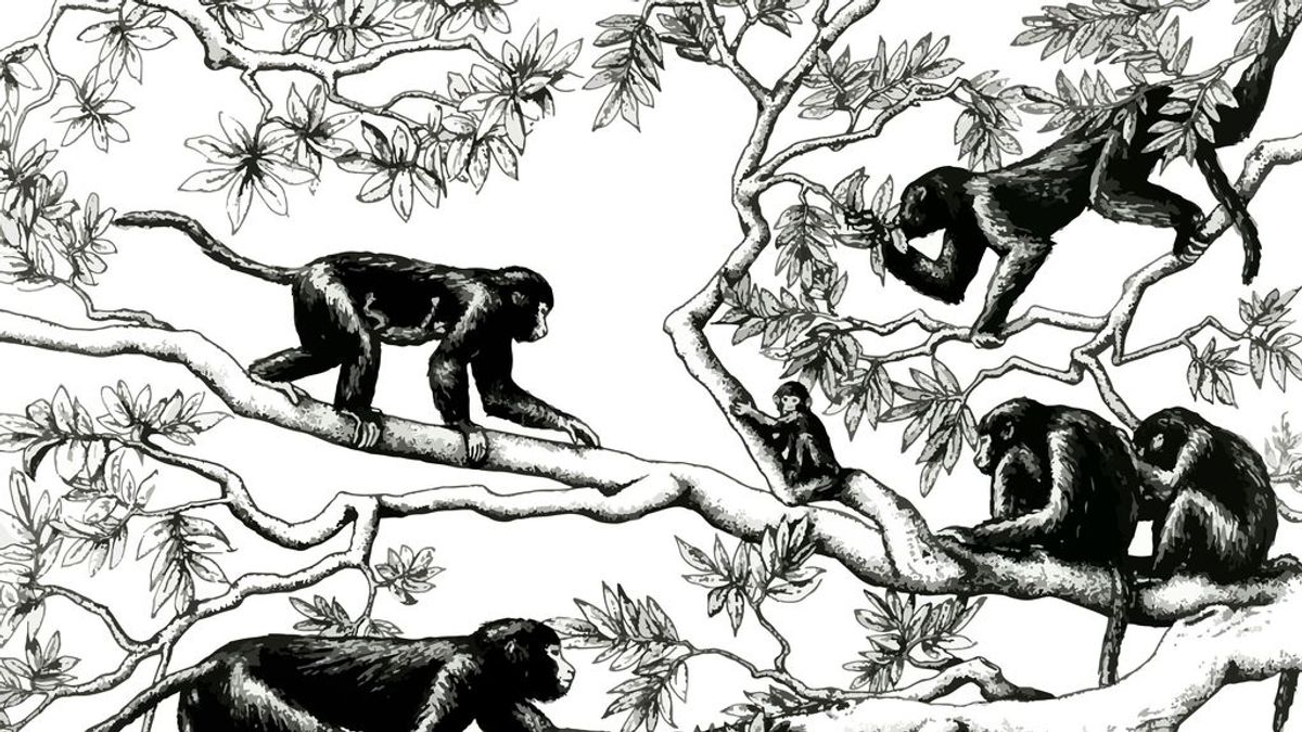 La evolución de los humanos ha sido opuesta a la de los simios