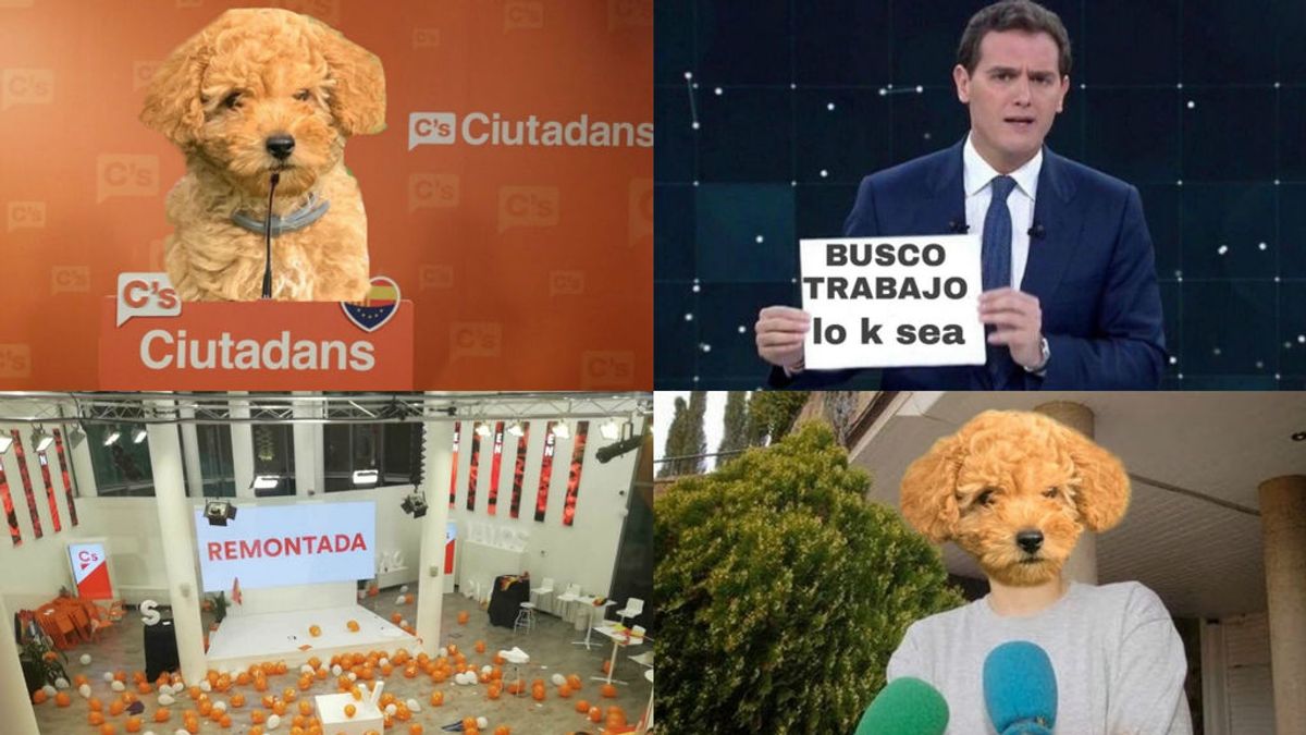 El adiós de Rivera desata el ingenio de los memes: el perro Lúcas, Malú y Arrimadas