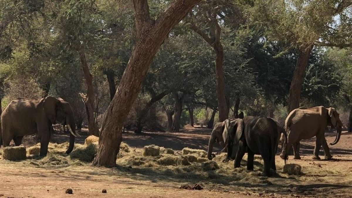 Zimbabue eleva a 115 los elefantes muertos desde septiembre por la sequía en su principal reserva