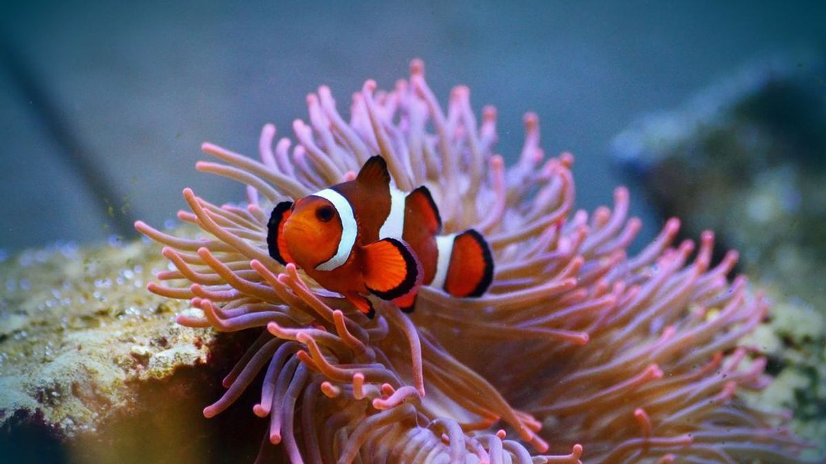 Los peces payaso de ‘Buscando a Nemo’ utilizan la luz ultravioleta para relacionarse
