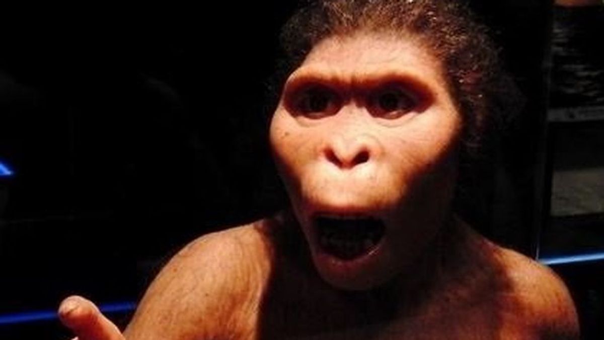 El gorila Koko, el bonobo Kanzi: El simio de hoy en día es más inteligente que Lucy, el ancestro prehumano