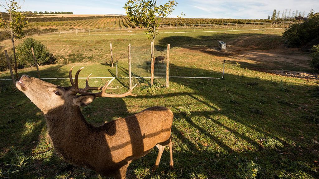 Finca Río Negro. Correcaminos gastronómico