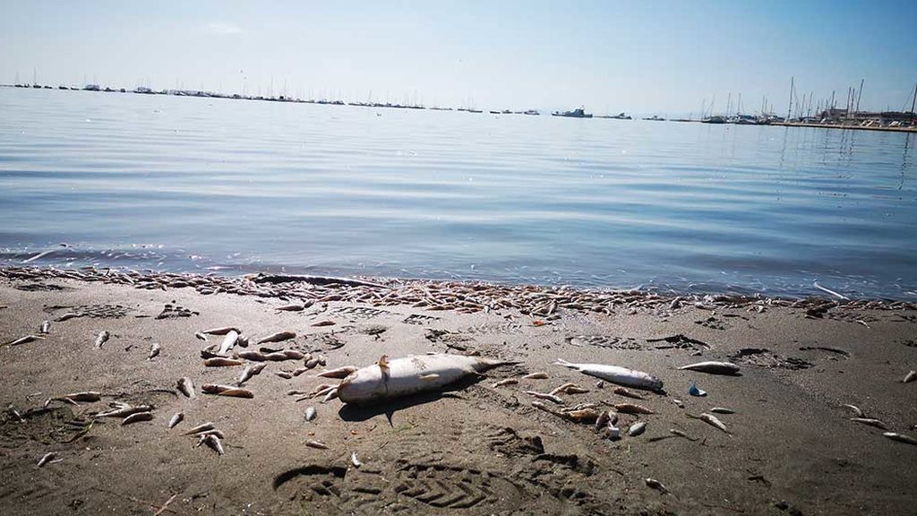 La última DANA mató al 80% de la fauna y flora del Mar Menor La última DANA mató al 80% de la fauna y flora del Mar Menor