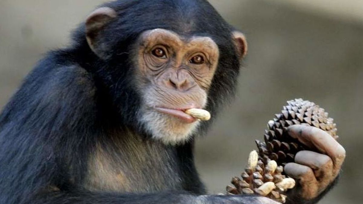 El planeta de los simios: el número de ataques de chimpancés a humanos se dispara en Uganda