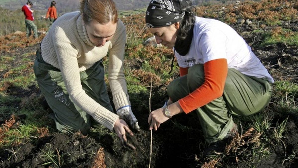 Miles de voluntarios plantarán 90.000 árboles en cinco comunidades autónomas