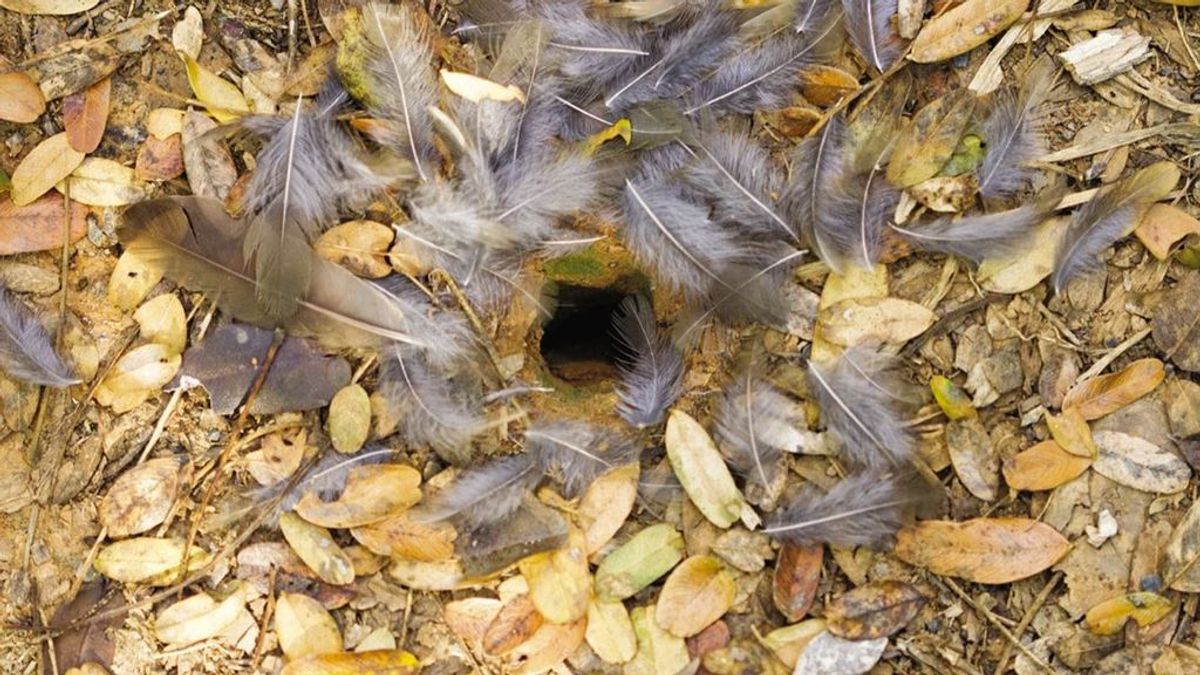 Trampa mortal con plumas: el invento de las hormigas carnívoras brasileñas