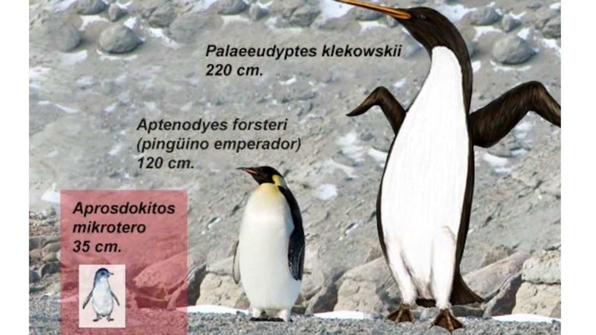 Encuentran restos fósiles de un pingüino gigante de 35 millones de años de antigüedad en la Antártida