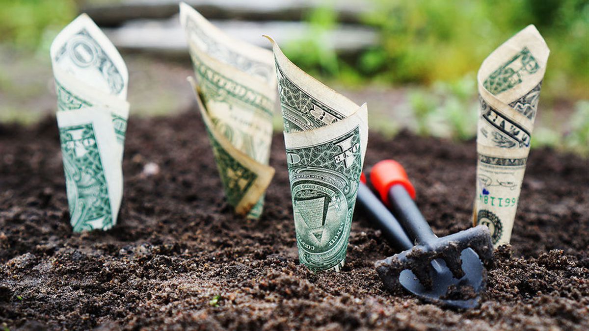 Plantar dinero Plantar dinero