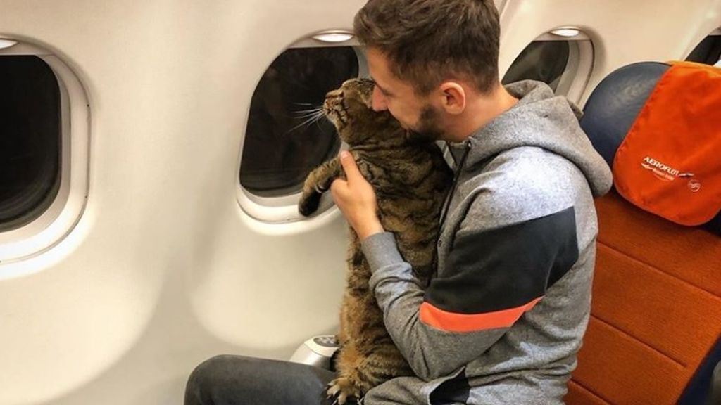 No dejan embarcar a un gato por exceso de peso: su dueño consiguió viajar con él engañando a la compañía