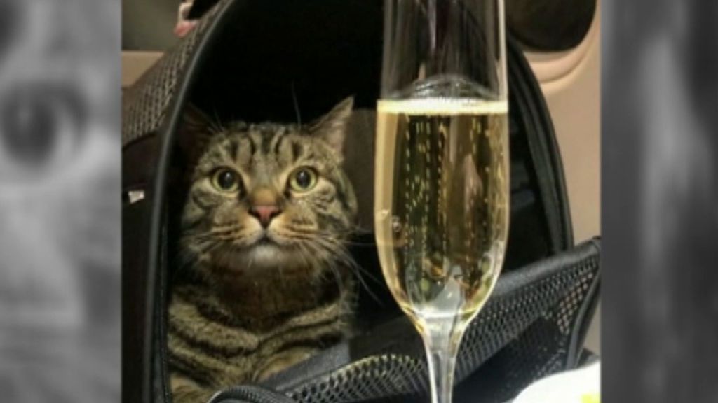 Cuela a su gato en un avión sin permiso de la aerolínea: no podía ir en cabina por ser demasiado grande