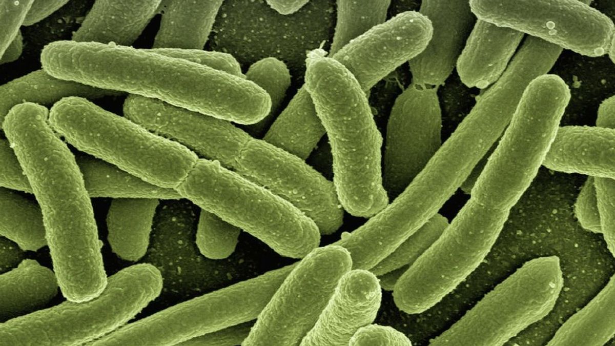 Identifican dos bacterias carnívoras que se combinan para causar una infección mortal