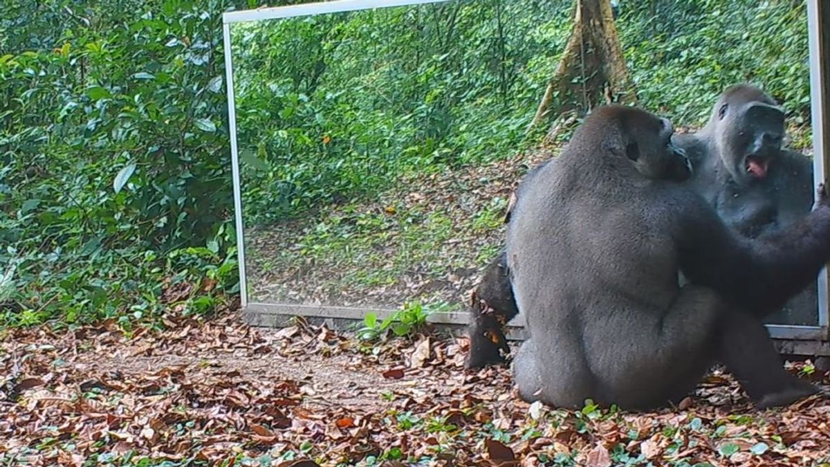 Un espejo en la jungla: la reacción de un chimpancé al verse reflejado