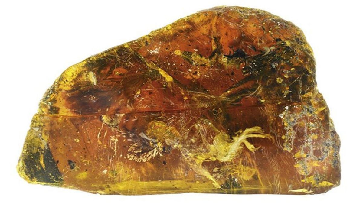 Un fósil revela una protuberancia en la cola que une la época de los dinosaurios con los pájaros actuales