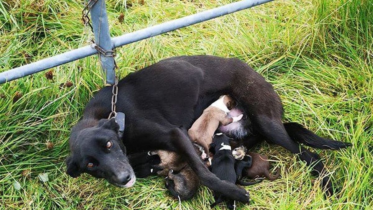 Abandono animal: encuentran a un perro encadenado a una valla en medio del campo junto con sus 6 cachorros