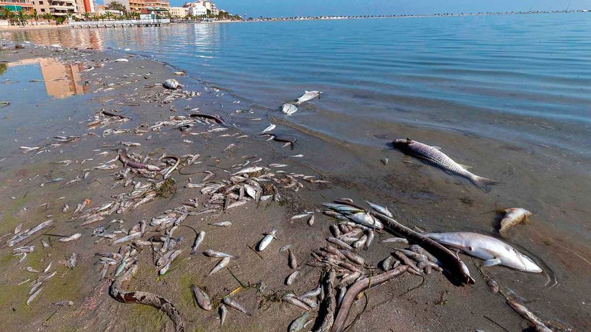 Un estudio achaca la crisis del Mar Menor a los vertidos de materia orgánica y nutrientes desde hace décadas