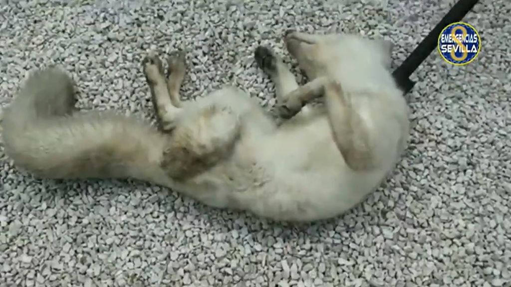 El zorro ártico rescatado en las calles de Sevilla será trasladado al zoo Mundopark de Guillena