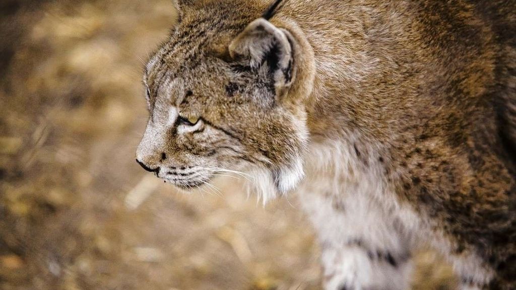 Investigan la muerte de un lince ibérico en Villafranca, Córdoba
