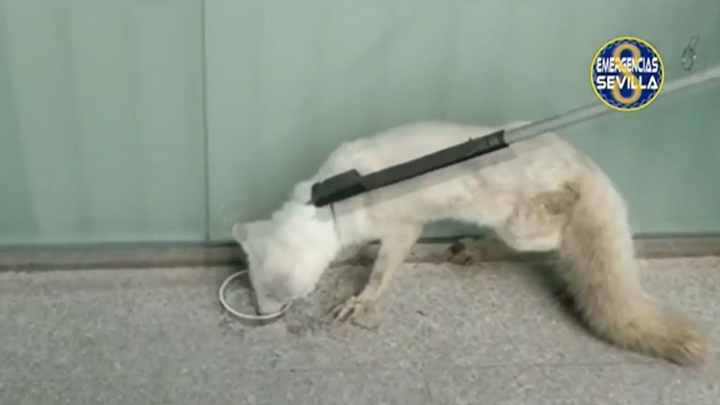 El ejemplar de zorro ártico encontrado en Sevilla vivirá en el zoo de Guillena