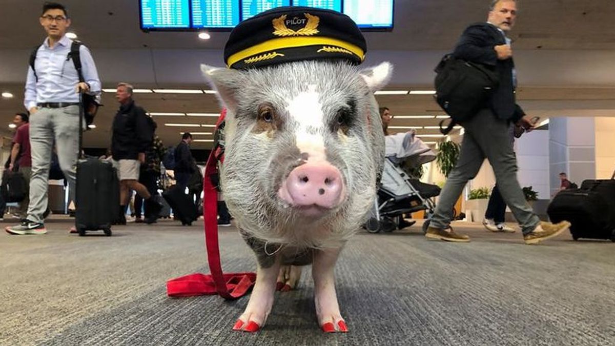 LiLou, el cerdo que te ayuda a perder el miedo a volar: está entrenado para animar a los pasajeros del aeropuerto