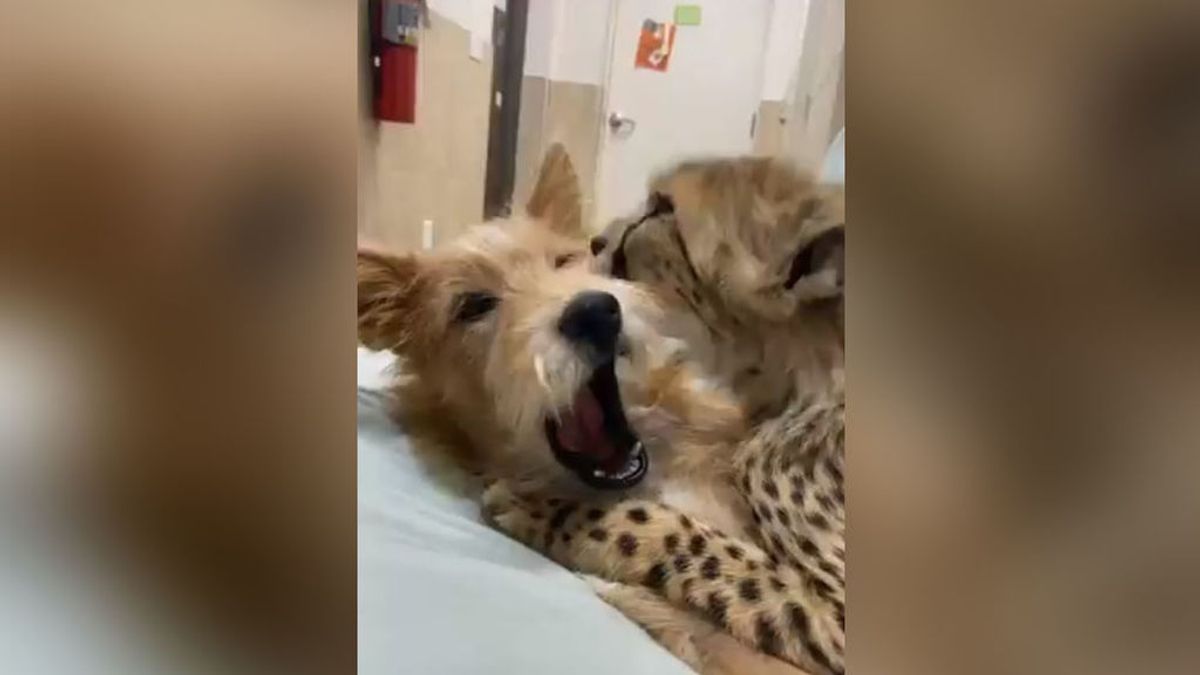 La tierna convivencia de dos especies: un guepardo y un perro, como hermanos