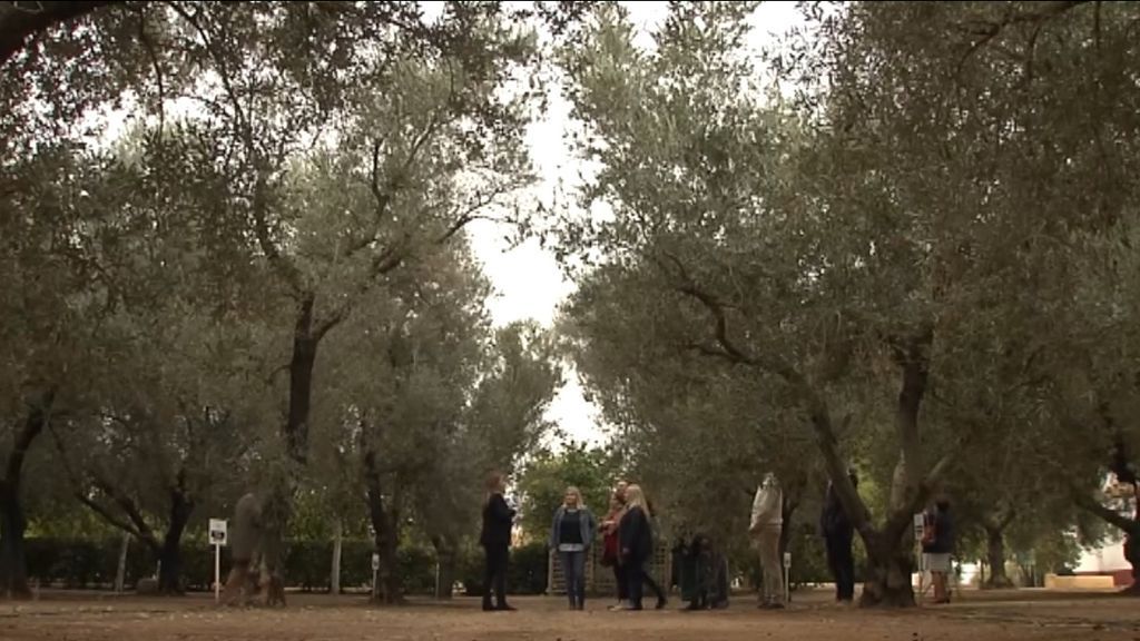 El oleoturismo: una experiencia turística y gastronómica única dedicada a la poducción de aceite